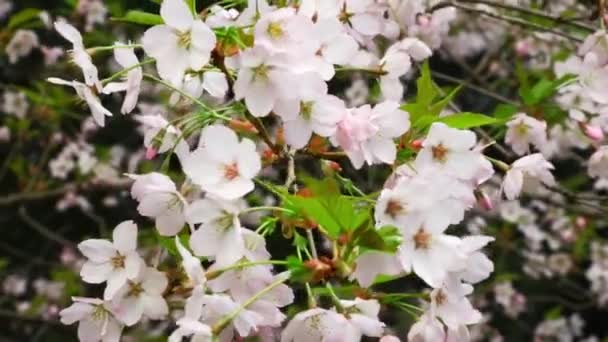 Ramo Floração Branca Cereja Macieira Jardim Primavera Fundo Flor Primavera — Vídeo de Stock