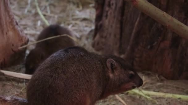 Close Cape Hyrax Animal Wildlife Stone Hyrax Eats Tree Branch — Stock Video