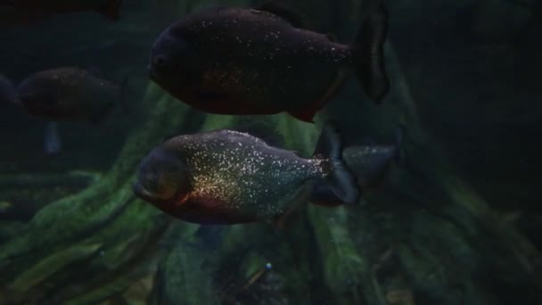 Podwodne Nagranie Pływającego Stada Piranii Pirania Jest Gatunkiem Drapieżnych Ryb — Wideo stockowe