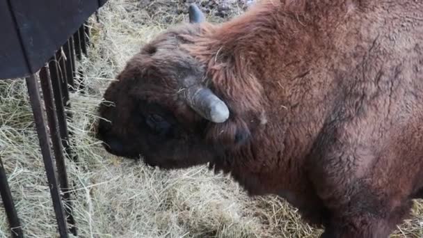 Vida Selvagem Animais Bisonte Come Feno Floresta Inverno — Vídeo de Stock