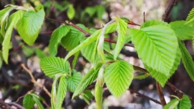 Baharda bahçedeki çalıların genç yeşil yapraklarının görüntüsü