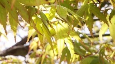 Ormandaki yeşilliklere yakın çekim. Yapraklar arası ışık