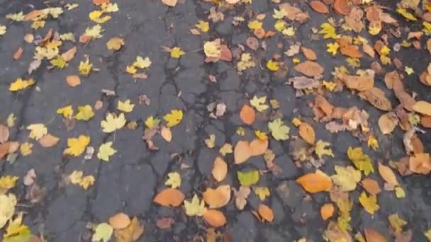 Umgestürztes Laub Auf Der Straße Herbst Hintergrund Herbst — Stockvideo