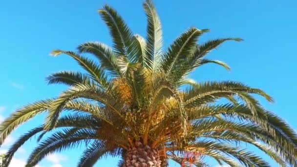 Grüne Palme Vor Blauem Himmel Tropischer Strand Auf Der Insel — Stockvideo