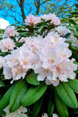 Baharda parkta açelyanın çiçek açan bir dalı.