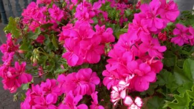 Pelargonium 'a yakın çekim. Pelargonyum çiçekleri. Kırmızı sardunya çiçeği. Doğa geçmişi. Sardunya. Bahçe