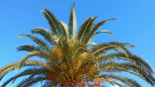 椰子树在蓝天的映衬下生长 阳光灿烂的夏日 棕榈枝在风中飘扬 在海滨度假胜地旅行 在海滩上放松 热带气候和棕榈树 — 图库视频影像
