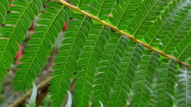 Detailní Záběr Zelené Kapradinové Listy Listy Kapradí Pohybují Větru Zelená — Stock video