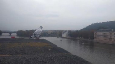 Sahildeki bir şehir güvercinine yakın plan.