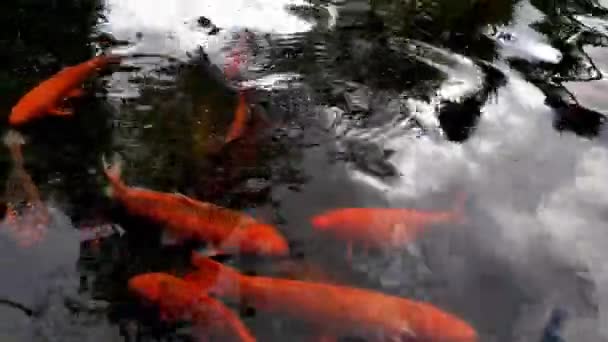 Close Sobre Peixe Flutuante Lagoa Famoso Peixe Koi Vista Colorida — Vídeo de Stock