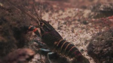 Kerevitin arkasında sualtı atışı. Kanser büyük bir eklembacaklı grubudur.