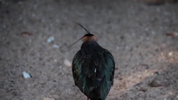 Ibis Ansicht Ibis Sind Wasservögel Mit Langen Gebogenen Schnäbeln — Stockvideo