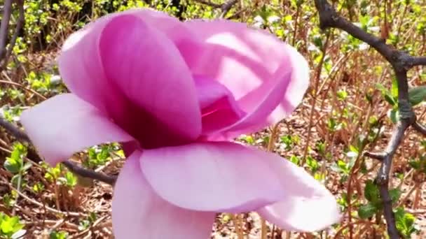 Zbliżenie Kwitnącej Gałęzi Magnolii Parku Wiosną — Wideo stockowe