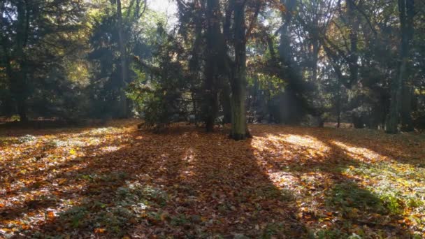 秋の公園の黄疸の葉を通して太陽の光 — ストック動画