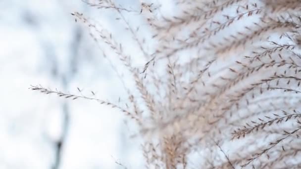 Trockene Graue Büsche Winter Ufer Des Sees — Stockvideo