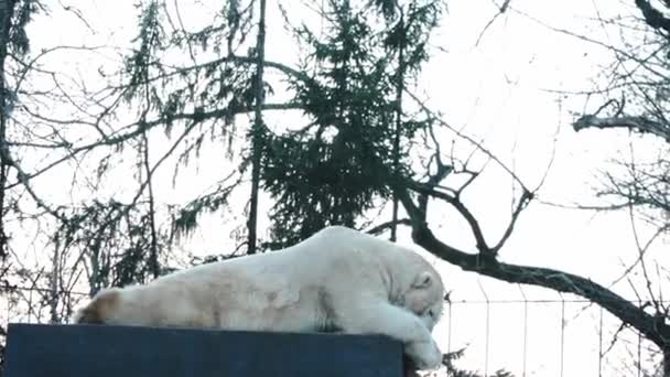 Nahaufnahme Eines Großen Eisbären Wildtiere — Stockvideo