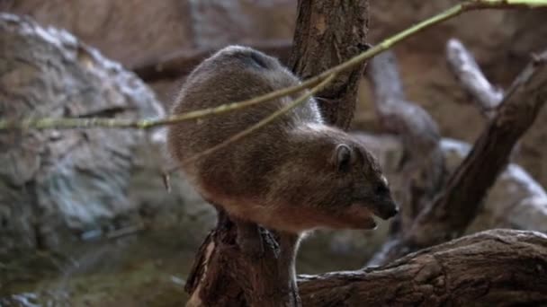 Cape Hyrax Bir Ağacın Dallarını Çalıları Yiyor — Stok video