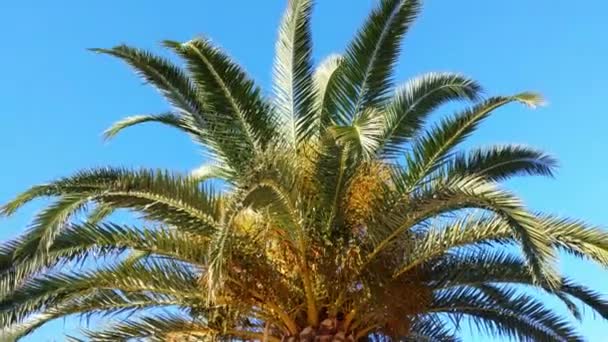하늘을 배경으로 바람에 나부끼는 아름다운 야자나무 가지들 코코넛 야자수 하늘을 — 비디오