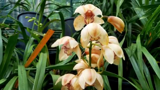 Zbliżenie Kwiat Storczyka Parku Domowe Kwiaty Orchidee Duża Rodzina Roślin — Wideo stockowe