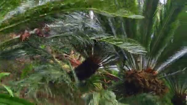 Palmiye Çiftliğinin Manzarası Tropik Bahçe Park Avuçlar Ilık Iklim Tropik — Stok video