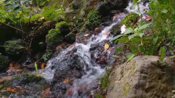 Close Mountain Stream Crystal Clear Water Water Flows Stones Green — Stock Video