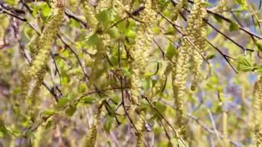 Güneşli bir bahar gününde, yeşil bir huş ağacının dalına yakın çekim