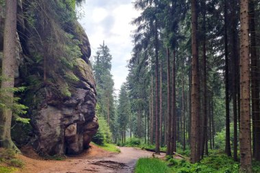 Bulutlu bir sonbahar gününde dağlarda gizemli bir orman.