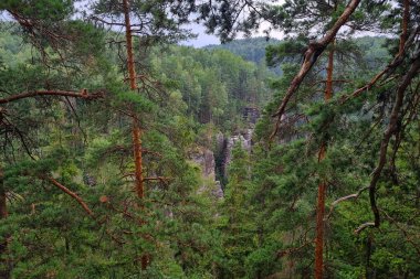 Yeşil ormandaki kayalık bölgenin manzarası