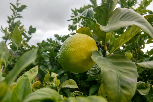 A young green lemon grows on a branch. Fresh fruits. Citrus lemon gardens. Lemon Tree