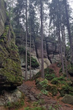 Bulutlu bir sonbahar gününde kayaların ve ağaçların manzarası