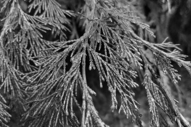 Siyah beyaz fotoğraf. Parkta bir thuja dalı. Doğanın arka planı