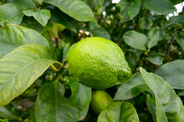 Green lemon grows in the park. Close-up on citrus fruit, lemon