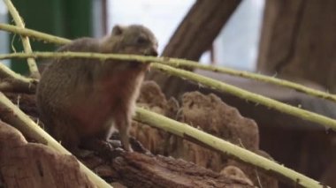 Cape Hyrax 'a yakın çekim. Vahşi yaşam. Cape hyrax, Afrika kökenli bir memeli türüdür ve bir tavşanla yüzeysel benzerliği vardır.