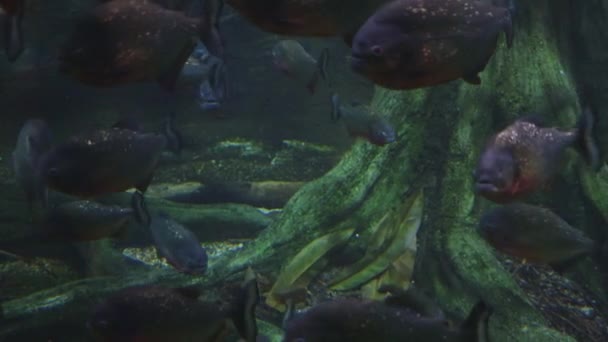水泳魚の水中撮影 Piranhas — ストック動画