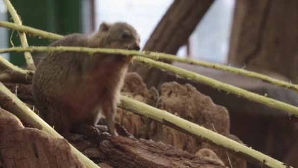 Nahaufnahme Kap Hyrax Wildtiere Der Kaphyrax Ist Eine Art Afroasiatisches — Stockvideo