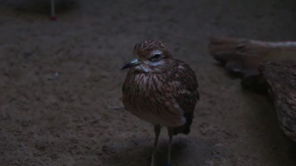 Primer Plano Pájaro Salvaje Naturaleza Fondo Oscuro — Vídeos de Stock