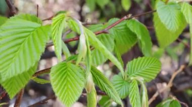 Baharda rüzgarda dallanan bir ağacın yeşil yaprakları.