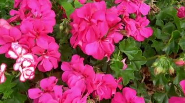 Bahçedeki çiçek açan pelargonyumun yakın çekimi. Popüler bir bitki, çiçek.