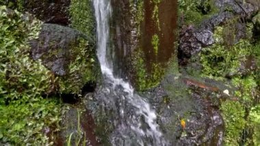 Soğuk su kayaların ve yeşil yosunların arasından akar.