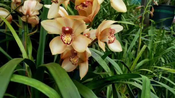 Närbild Orkidéer Trädgården Populära Krukväxter — Stockvideo