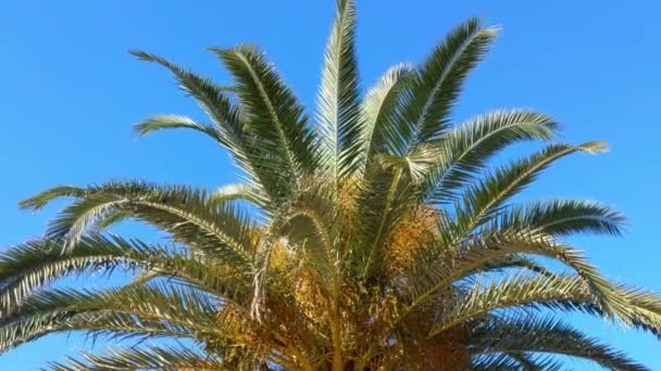 Tle Błękitnego Nieba Jest Zielona Palma Ciepły Klimat Tropikalny Odpoczynek — Wideo stockowe