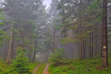 Puslu mistik yeşil orman. Dağlarda yürüyüş.