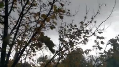 Bulutlu bir gün. Güçlü rüzgar. Soğuk bir sonbahar günü. Soğuk havanın başlangıcı, film tahılları