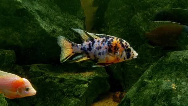 水族館での色の小さな魚のクローズアップ — ストック動画