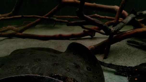 浮在水族馆或海里底部的一种大的浮藻 — 图库视频影像