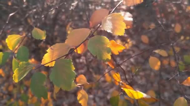 Ένα Κλαδί Κίτρινα Πράσινα Φύλλα Σημύδας Στο Πάρκο — Αρχείο Βίντεο