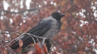 Bir karga ağaç dalında oturur. Etrafına bak.