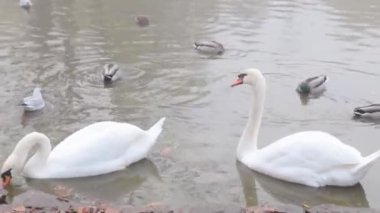 Baraj gölünün kıyısında yüzen kuğular ve ördekler var. Vahşi yaşam