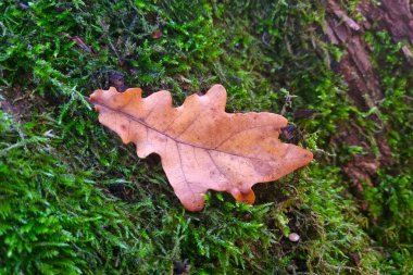 Yeşil yosunların üzerinde sarı bir yaprak uzanıyor.