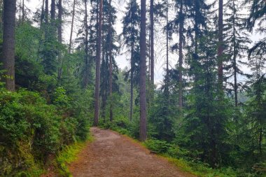 Güzel yeşil orman. Ormanda, temiz havada rahatla.